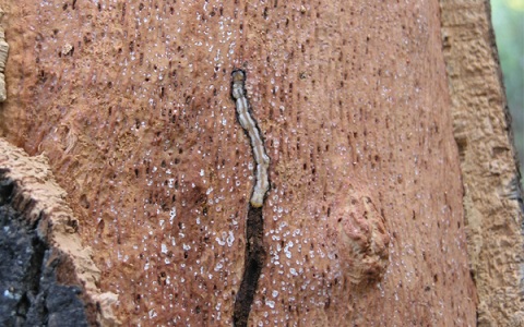 Larva de la culebrilla o carcoma del corcho